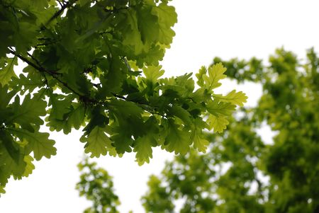 Oak leaves isolated on white background