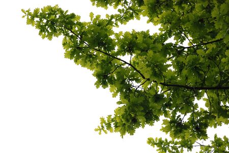 Oak leaves isolated on white backgroundの写真素材