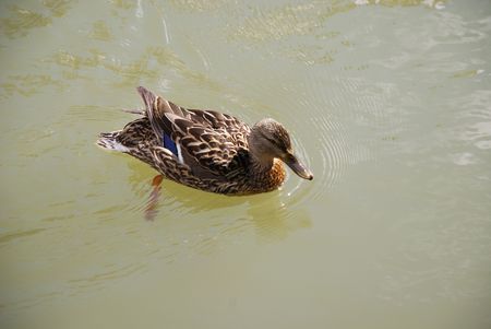 Duck in pond at Kiev water parkの写真素材