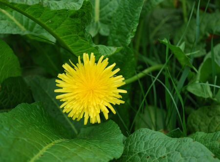 Flowers of dandelion on green backgroundの写真素材