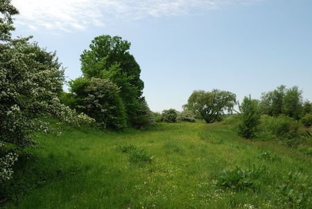 Green landscape with trees, grass and skyの写真素材