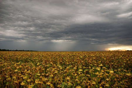 The grey heavy clouds and silent sunflower fieldの写真素材