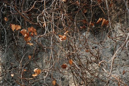Twisted stems with dried leaves of climber on grey stone wallの写真素材