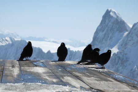 Black birds perch on wooden planks against steep peaks, wet spots of melting snowの写真素材