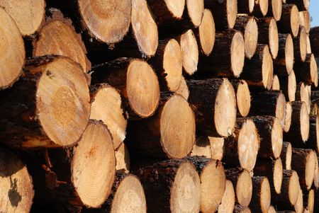 There are many pine logs sawed, woodstack background. Horisontal perspective. Focus is on the...