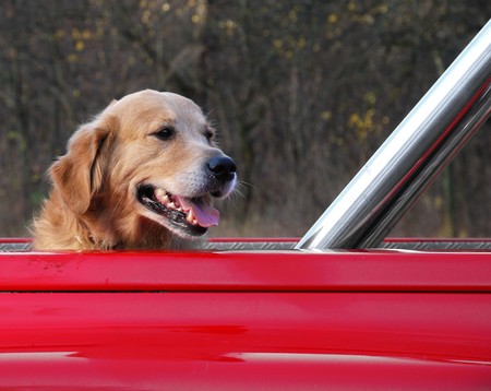 Happy big dog is riding in red body of car. の写真素材