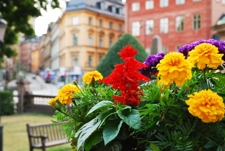 Old center of Stockholm with public gardens and grand buildings. Selective focus is on the bright flowers. の写真素材