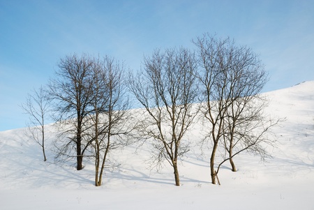 Several trees are in the slope snow-covered under the blue sky. の写真素材