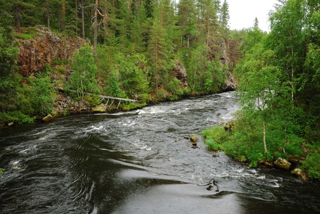 Finnish rapid river is running in the middle of the taiga forest 