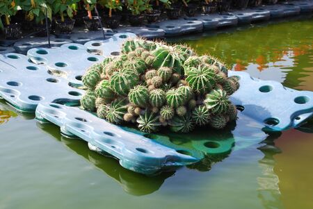 Composition of cactuses is floating in the pond  Plants are arranged on the artificial support の写真素材