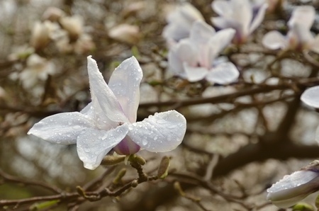 A flower is against the blurred background of flowering tree of magnolia. の写真素材