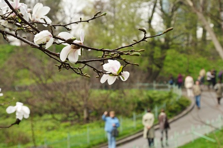 A flowering branch of magnolia is against the blurred background of park alley with holiday-makers.のeditorial素材