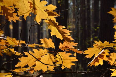 Yellow or brown leaves are flooded with sunlight on the blurred background of the dark autumn forest...