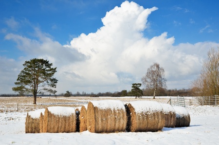 Agricultural field with straw packages are covered with light snow in winter Germany  In the background there is the blue sky with clouds の写真素材