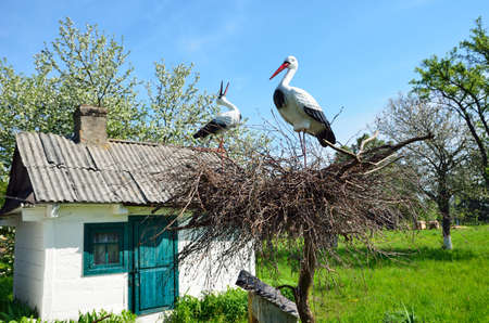 There are small shed or a storehouse and a crane nest in the country yard のeditorial素材