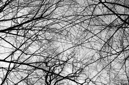 Many black branches and twigs of the bare deciduous trees are photographed against the overcast sky from below の写真素材