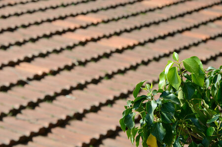 Traditional red tiled roof is sunlit and blurred  Selective focus is on the branch of an orange tree の写真素材