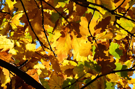 Oak branches with sunlit yellow leaves are photographed from below in the autumnal forest.
