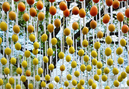 Many Easter eggs are hung in the spring garden.の写真素材