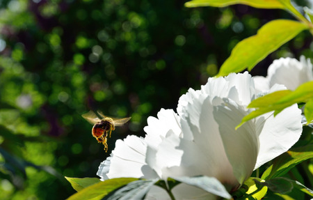 A bumblebee is pollinating the large white flower of tree peony
