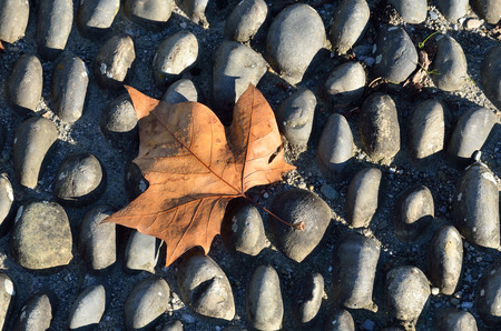 The fallen leaf is on the cobblestone pavement. It is photographed close-up.の写真素材
