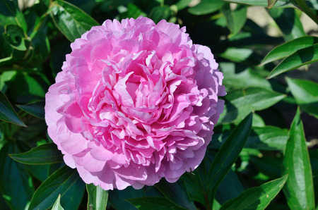 A lush pink peony is photographed close-up.の写真素材