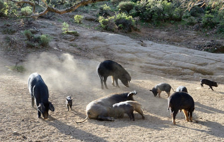 Herd of Corsican pigs are fed in the wood. On Corsica lots of cattle is running free. They remain outdoors all year. The Corsican pig breed has a small average size and characterised by its hardiness and capacity to travel long distances.の写真素材