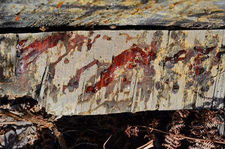 Pine tree secretes resins on the cut section. Many woody plants produce pitch in response to injury.の写真素材