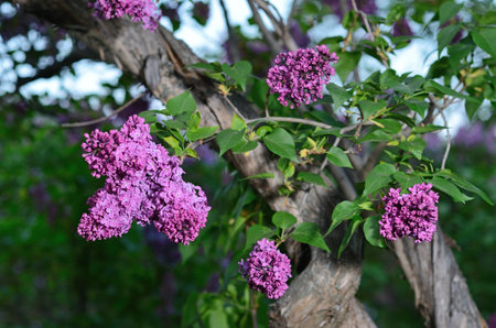 Home made embroidered with red threads canvas with home-woven fabric backgroundの写真素材