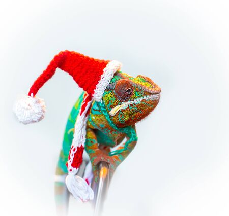 Chameleon with a red Santa Claus hatの写真素材