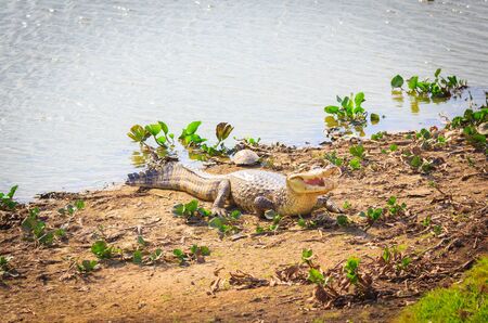 Crocodile sits on the bank of the river. Venezuelaの写真素材