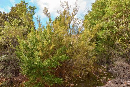 Branches, shrub, mountain Cataloniaの写真素材
