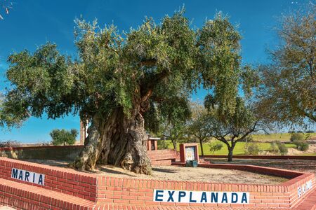 Huge Green Olive Zaragoza Spainの写真素材