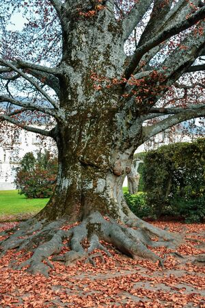 The beautiful gardens trees shrubbery of the Royal Site of La Granja de San Ildefonsoの写真素材