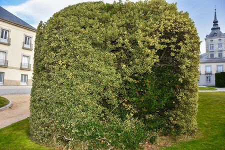 The beautiful gardens trees shrubbery of the Royal Site of La Granja de San Ildefonsoの写真素材