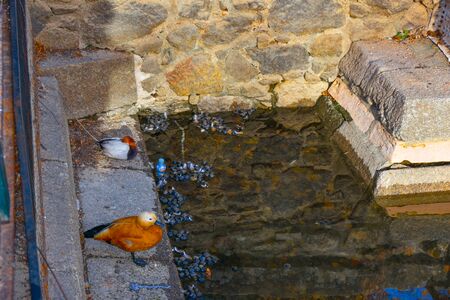 Beautiful orange duck by the pondの写真素材