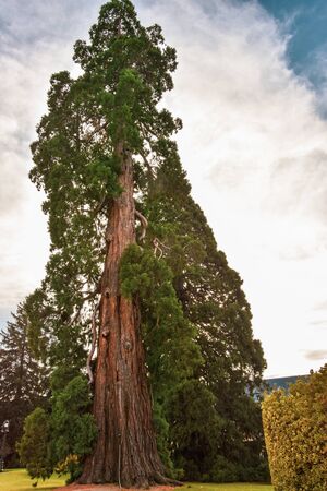 The beautiful gardens trees shrubbery of the Royal Site of La Granja de San Ildefonsoの写真素材