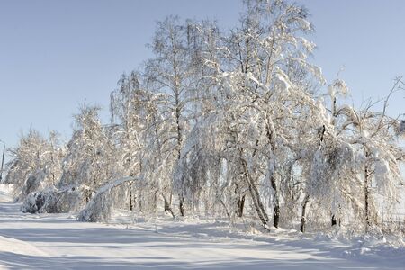 Trees snow winter frost landscape coldの写真素材