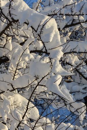 Trees snow winter frost landscape coldの写真素材