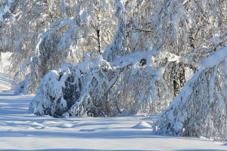 Trees snow winter frost landscape coldの写真素材