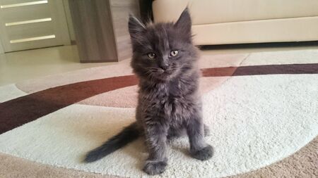 Cute gray kitten with a long tail posing in front of the cameraの写真素材