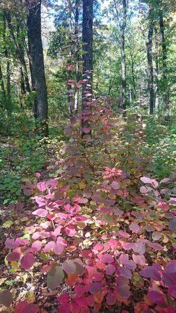 shrub with red yellow green leaves in the forest among green grassの写真素材