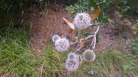 Yellow butterflies on white flowers on a background of green grass and brown groundの写真素材