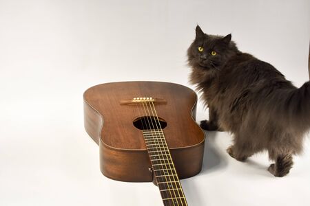 beautiful acoustic six-string guitar on a white background and gray catの写真素材