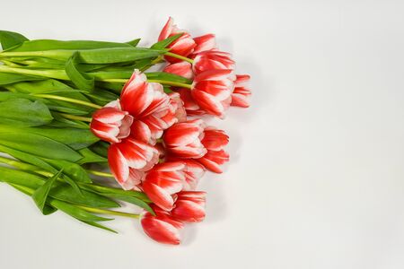 One tulip and a bouquet of red and white tulips on a white backgroundの写真素材