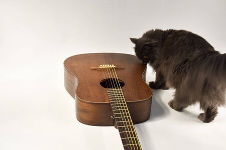 beautiful acoustic six-string guitar on a white background and gray catの写真素材