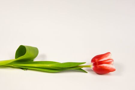 One tulip and a bouquet of red and white tulips on a white backgroundの写真素材