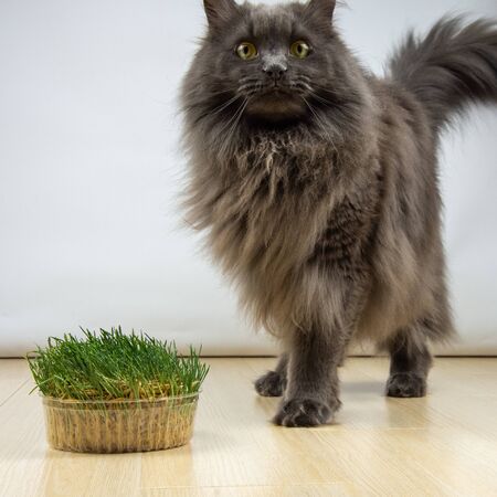 big gray cat does not want to eat healthy grass with vitamins in quarantineの写真素材