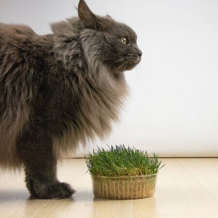 big gray cat does not want to eat healthy grass with vitamins in quarantineの写真素材