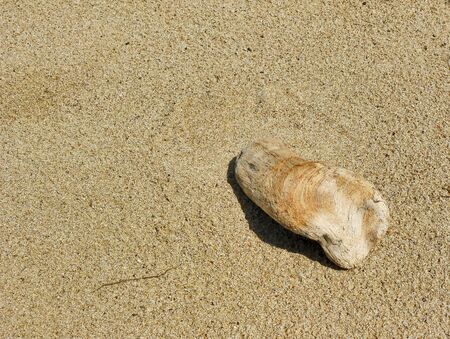 A piece of wood polished sea and cast up on the beachの写真素材